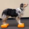 FitPAWS Balansinės platformos Mini K9FITbone, 2vnt., 29x16,5x6cm