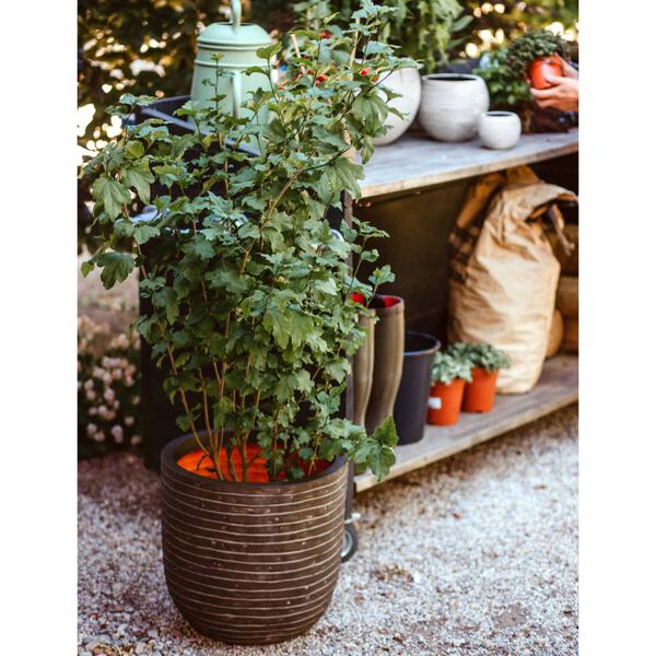 Capi Vazonas Nature Row, alyvuogių žalia, 43x41cm