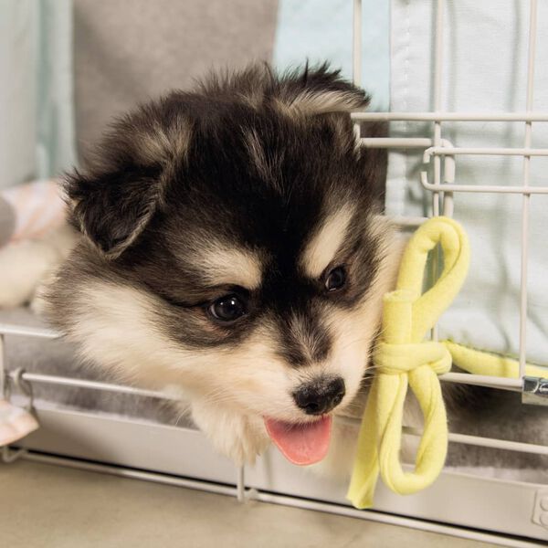 Beeztees Narvas &scaron;unims, pilkos spalvos, 62x44x49cm