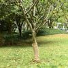 vidaXL Džiuto ritinys 0,5 x 15 m, 100 % džiutas, 200 g/m&sup2;