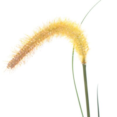 vidaXL Dirbtinis augalas-žolė su nendrėmis, 135cm