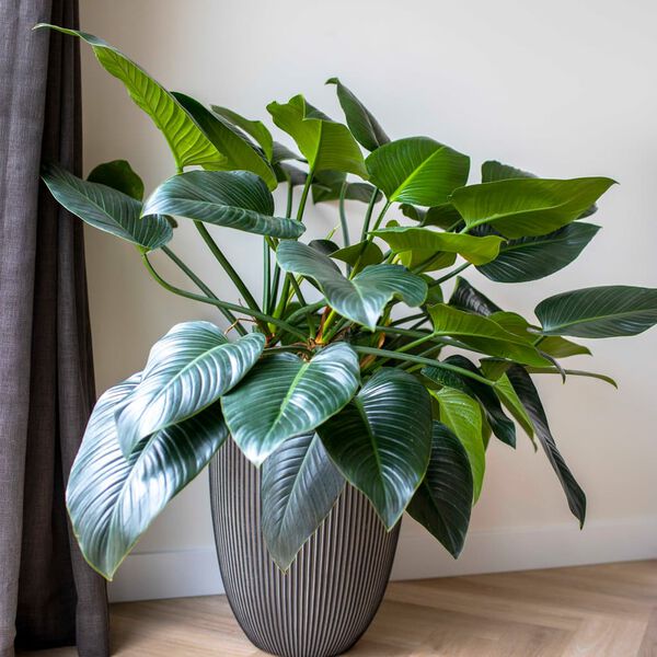 Capi Vazonas Groove, antracito spalvos, 34x46cm, elegantiškas