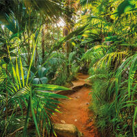 Komar Foto siena Jungle Trail, 368x254cm