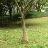 vidaXL Džiuto ritinys, 0,25x100m, 100% džiutas, 200 g/m&sup2;