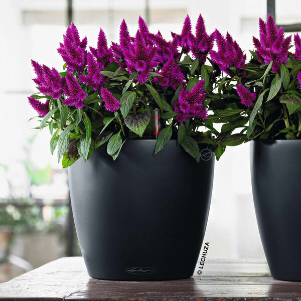 LECHUZA Vazonas CLASSICO Color 21 ALL-IN-ONE, skalūno spalvos