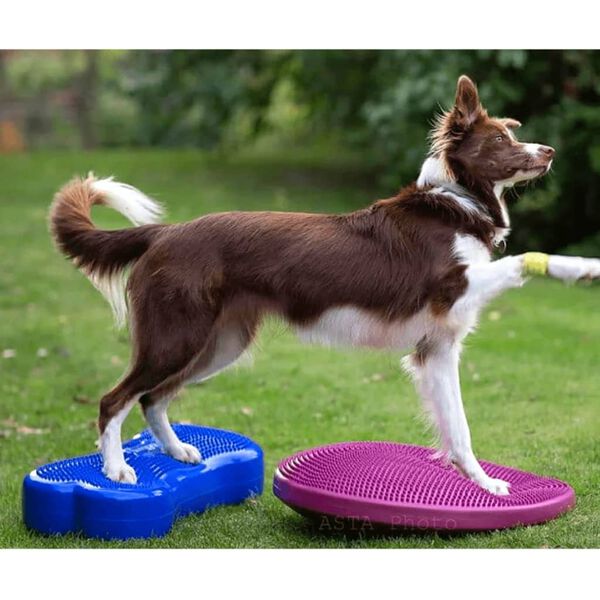 FitPAWS Balansinis diskas augintiniams, mi&scaron;ko uogų spalvos, 56cm