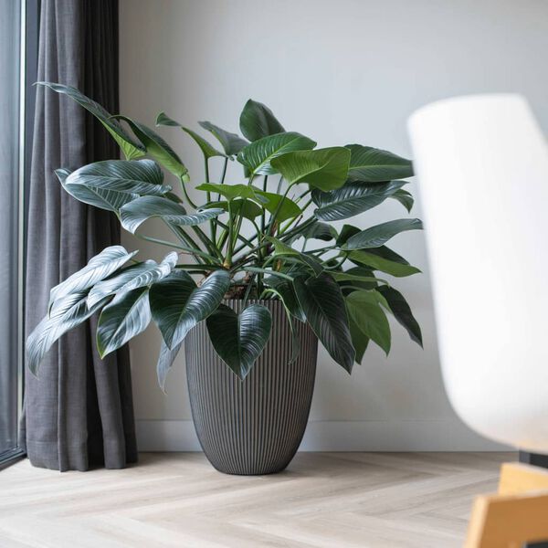 Capi Vazonas Groove, antracito spalvos, 34x46cm, elegantiškas