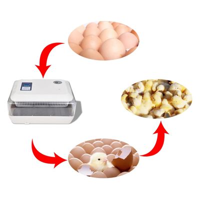 Automatinis Inkubatorius Kiaušiniams, 24 Vištų Kiaušiniams
